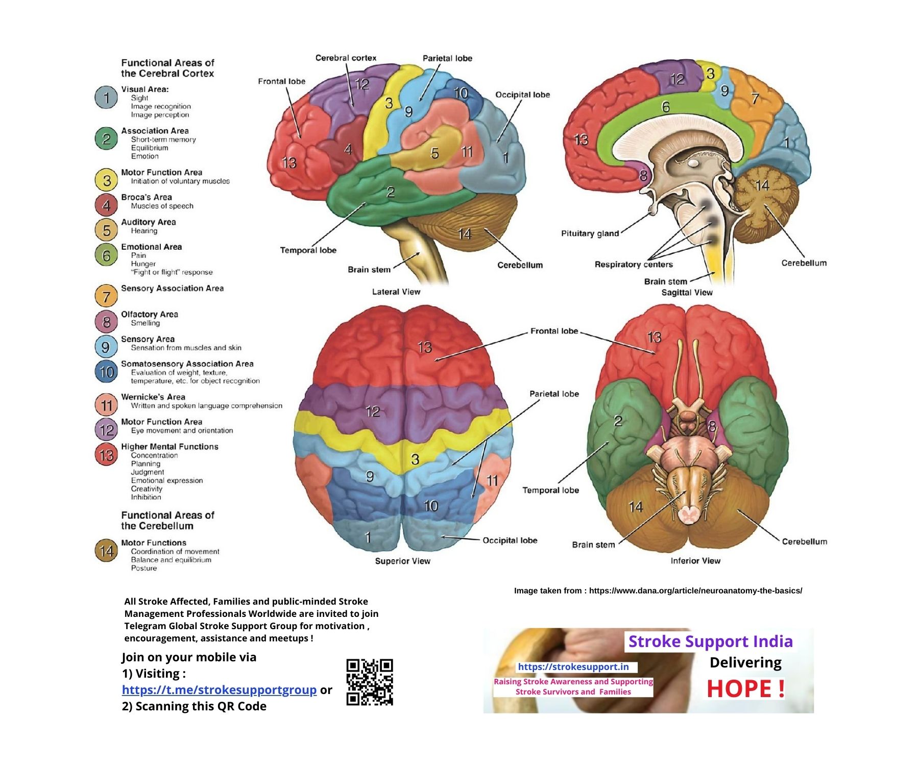 The Human Brain Laminated Anatomy Chart Human Brain Anatomy Human ...